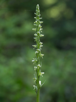 Huron Green Orchid