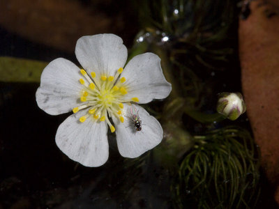 White Water Buttercup