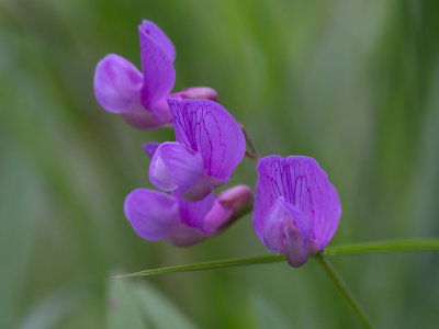 Marsh Vetchling