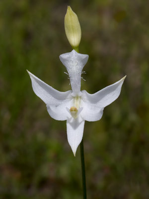 Grass Pink Orchid -- White-flowered Form