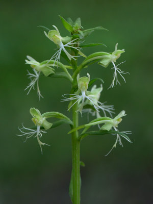 Ragged-fringed Orchid