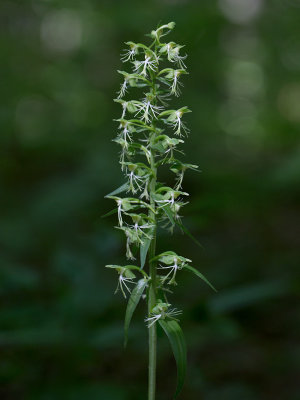 Ragged-fringed Orchid
