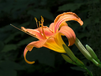 Day Lily