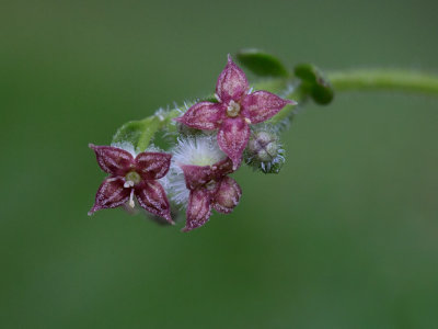 Hairy Bedstraw