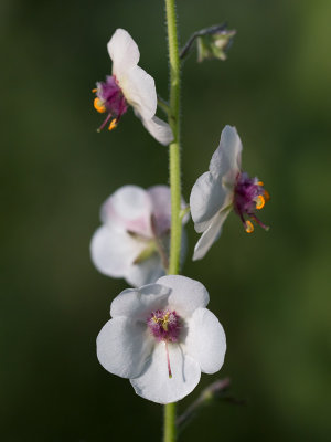 Moth Mullein