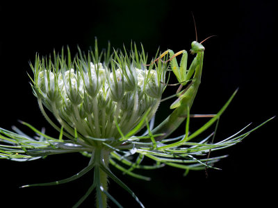 Praying Mantis on Queen Anne's Lace