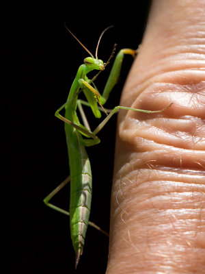 Praying Mantis on My Finger