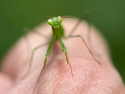 Praying Mantis on My Finger