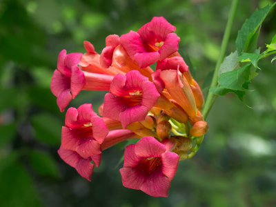 Trumpet Vine