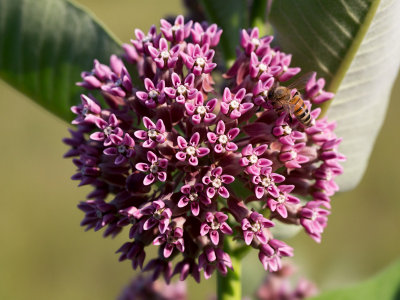 Milkweed