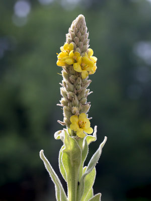 Common Mullein