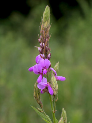 Showy Tick Trefoil