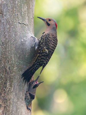 Northern Flicker with Chick
