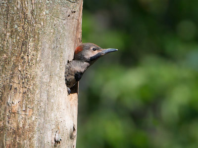 Northern Flicker Chick