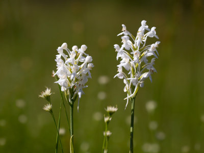 White-fringed Orchids