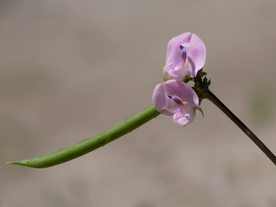 Trailing Wild Bean