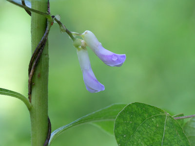 Hog Peanut