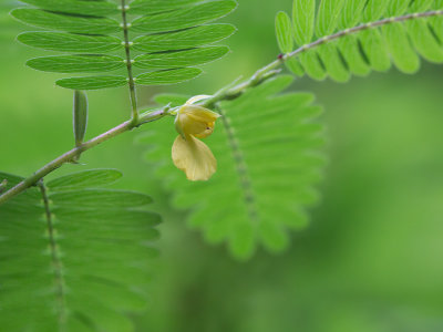 Wild Sensitive Plant