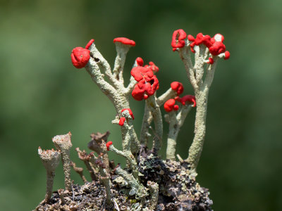 British Soldier Lichen