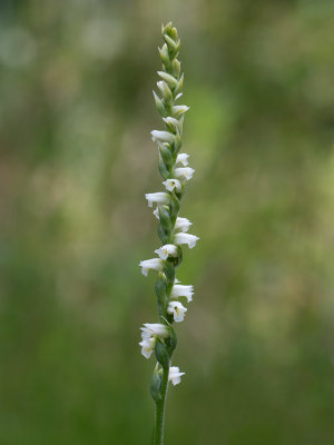 Case's Ladies'-tresses Orchid