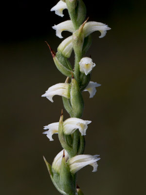 Case's Ladies'-tresses Orchid