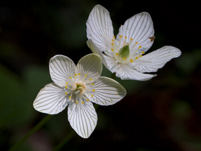 Grass of Parnassus