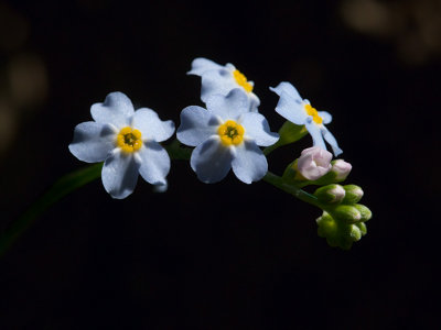 Forget-me-not