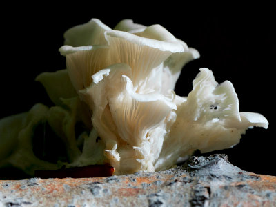 Summer Oyster Mushroom