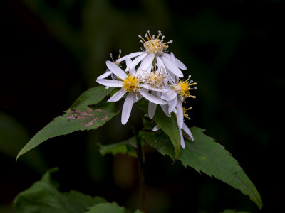 White Wood Aster