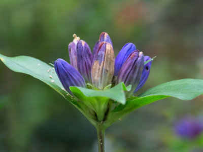 Aging Bottle Gentian