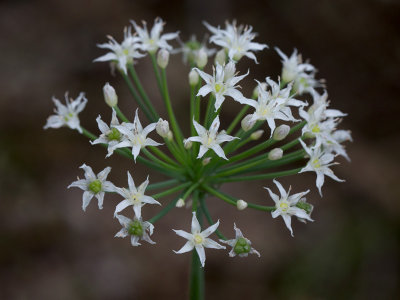 Wild Onion