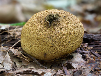 Pigskin Poison Puffball