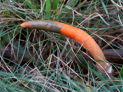 Elegant Stinkhorn Mushroom