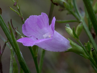 Small Flowered Gerardia