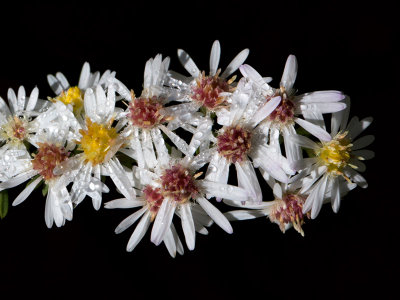 Calico Aster