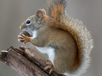 Red Squirrel with Bitternut Hickory Nut