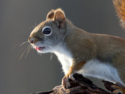 Red Squirrel