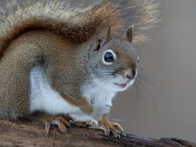 Red Squirrel