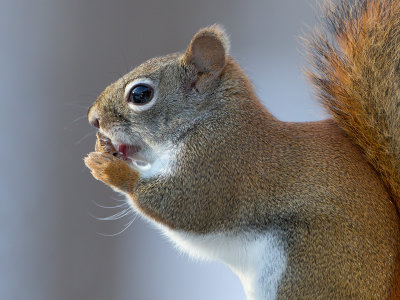 Red Squirrel