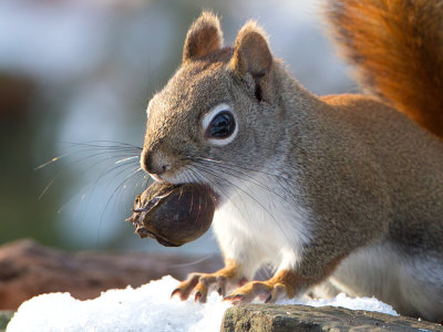 Red Squirrel with Butternut Hickory Nut