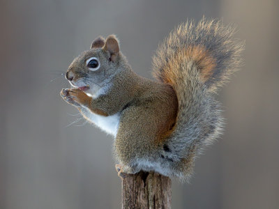 Red Squirrel