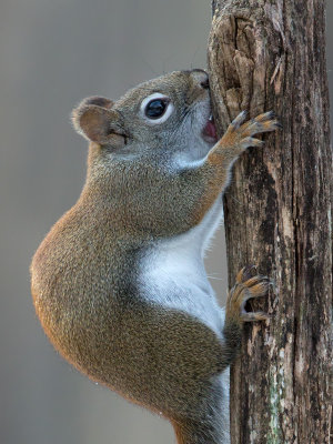 Red Squirrel