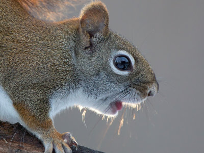 Red Squirrel