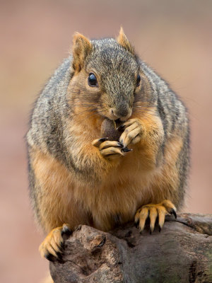 Fox Squirrel with Bitternut Hickory Nut