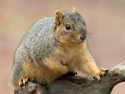 Fox Squirrel