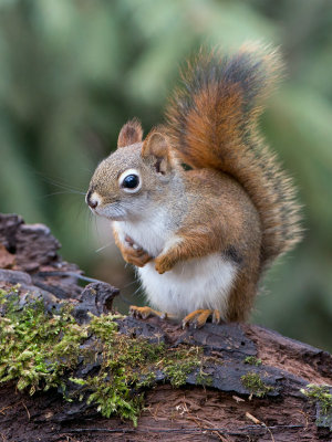 Red Squirrel