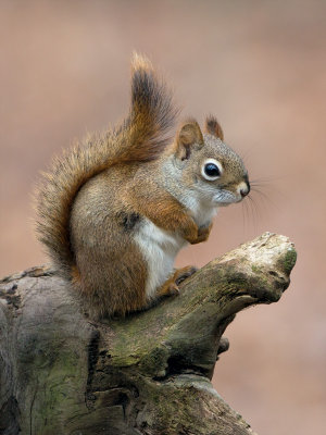 Red Squirrel