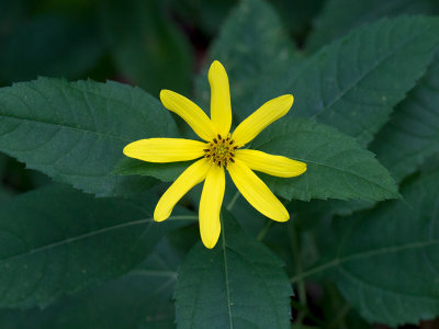 Thin-leaved Sunflower