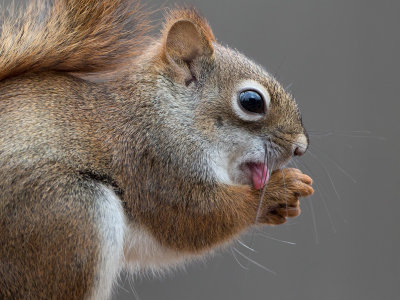 Red Squirrel