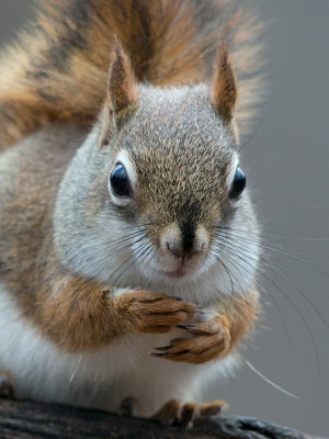 Red Squirrel